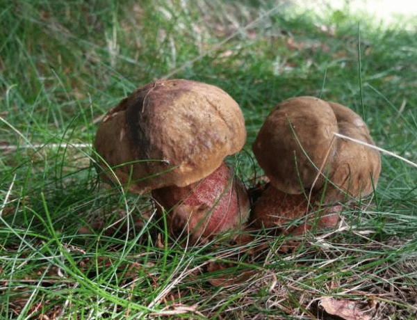 Do lesa nejen za sběrem borůvek a hub, ale i třeba postavit si domeček, nebo zahrát si stopovanou